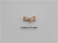 藏品(彎拐美苔蛾)的圖片